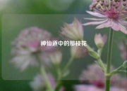 神仙道中的那枝花