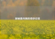 探秘奥丹姆的奇妙日常