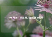 DNF 龙王，阿拉德大陆的神秘传奇